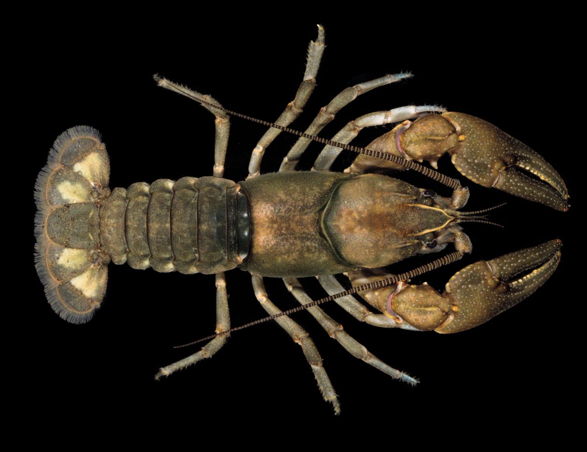 A 🧵 about naming species for #TaxonomyTuesday. The #crayfish pictured below is Cambarus brimleyorum, the Valley River Crayfish, a North Carolina endemic known  to occur only in the upper Hiwassee River Basin in Cherokee & Clay Counties (the western tippy-tip of the State). 1/13