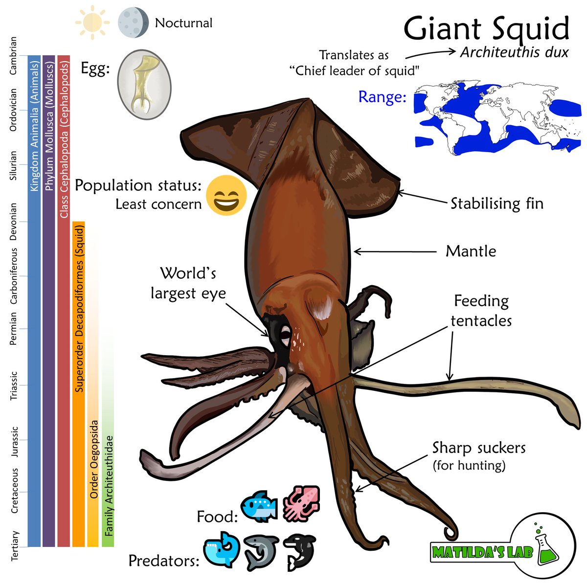 MatildasLab's tweet photo. We're going big for #TaxonomyTuesday this week. Inspired by the @SteveBackshall show, Matilda has picked the #GiantSquid to add to the #MapOfLife this week. https://t.co/4V53E8l1ic