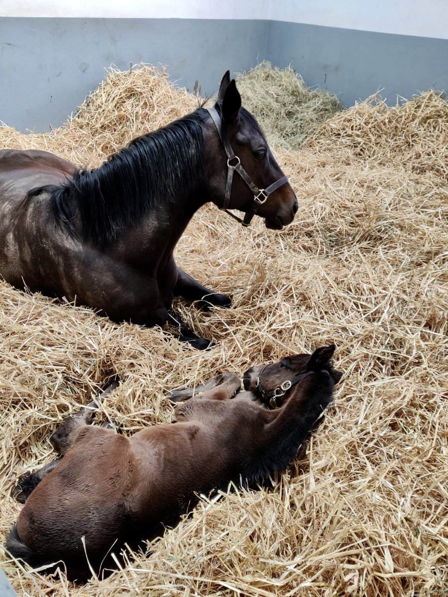 ClareCastleStud's tweet photo. Istoria and her filly relaxing in their box @ClareCastleStud 
#mareandfoal #love https://t.co/k1rwmZlTXZ
