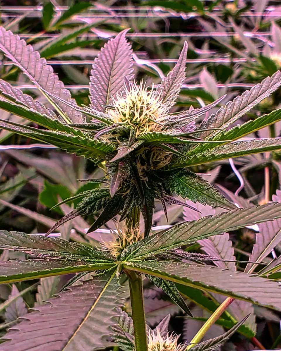 GreenMountainHA's tweet photo. Beautiful shots of the happy πΏ by Ross Rebagliati #deleaf #prune #updress #livingsoil #organiccannabis
#organic #cannabis #weed #thc #cbd #crystals #frosty
#craftatscale #craftcannabis #craft #bcoud
#greenhouse https://t.co/9ZJnKGYnwd