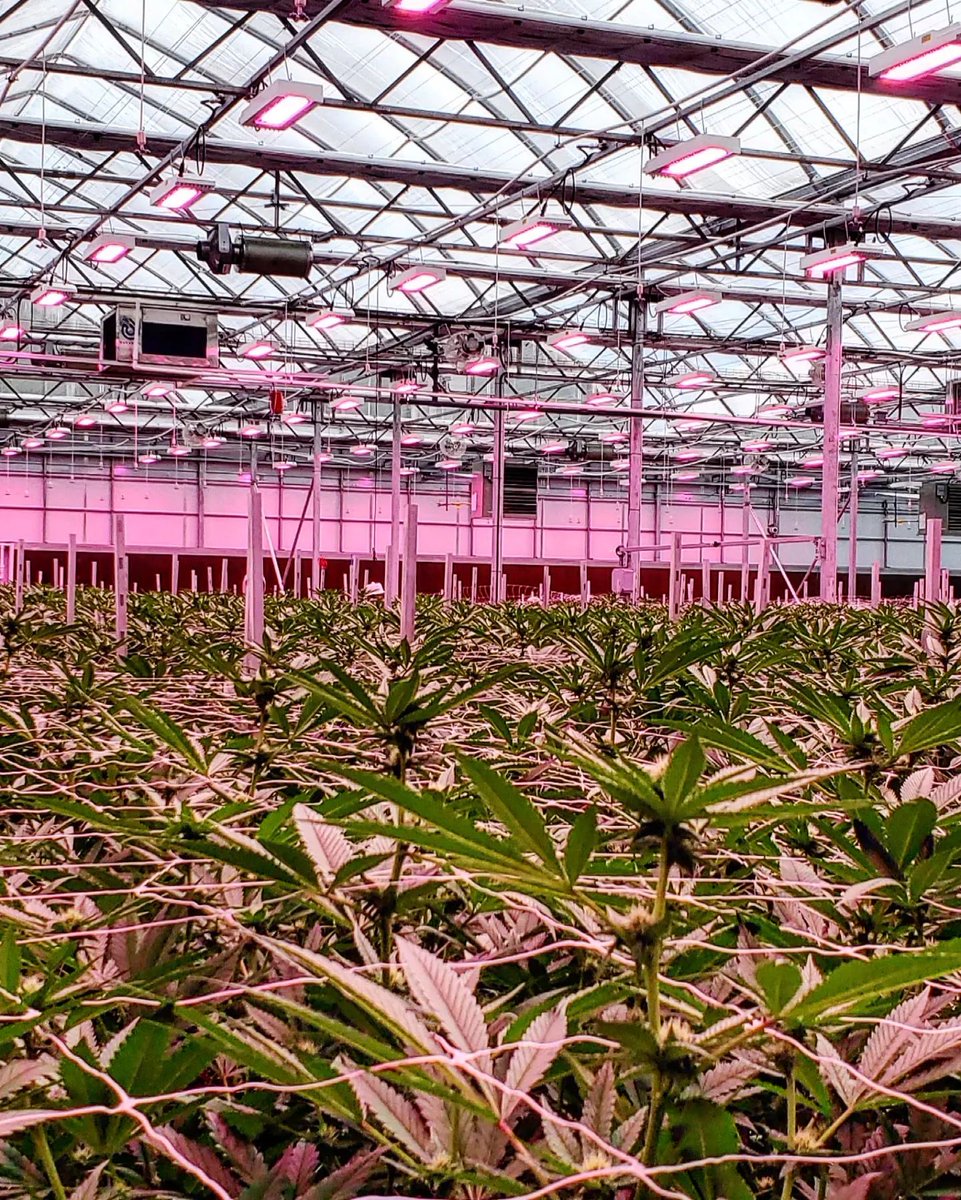 GreenMountainHA's tweet photo. Beautiful shots of the happy πΏ by Ross Rebagliati #deleaf #prune #updress #livingsoil #organiccannabis
#organic #cannabis #weed #thc #cbd #crystals #frosty
#craftatscale #craftcannabis #craft #bcoud
#greenhouse https://t.co/9ZJnKGYnwd