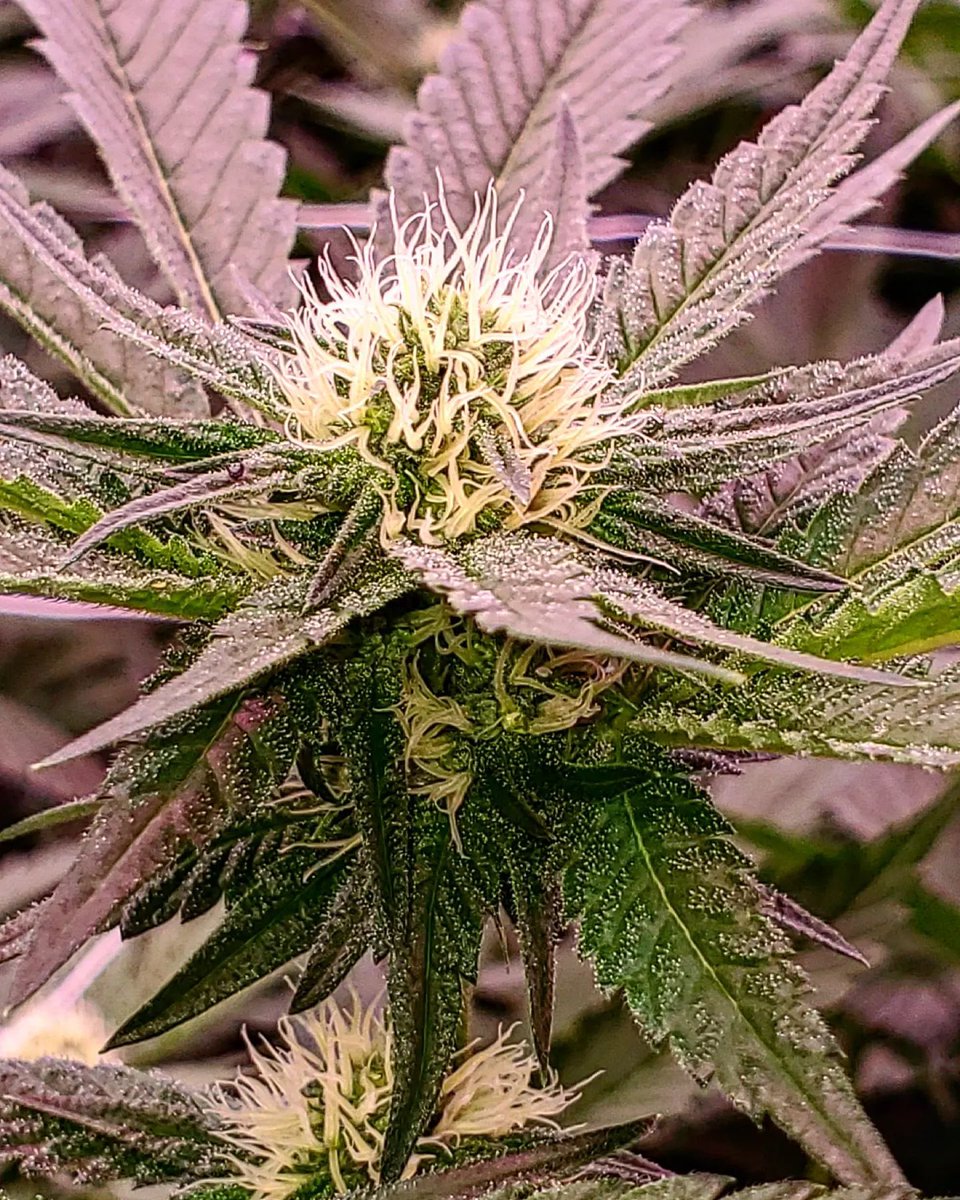 GreenMountainHA's tweet photo. Beautiful shots of the happy πΏ by Ross Rebagliati #deleaf #prune #updress #livingsoil #organiccannabis
#organic #cannabis #weed #thc #cbd #crystals #frosty
#craftatscale #craftcannabis #craft #bcoud
#greenhouse https://t.co/9ZJnKGYnwd