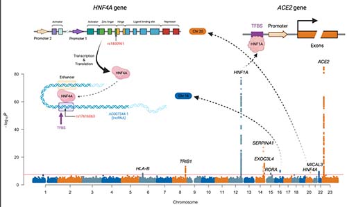 CircAHA's tweet photo. #OriginalResearch: Genomic analysis in over 28,000 people provides insights into the genetic architecture of the ACE2 coronavirus receptor
@YangZhijian1997 @xiashen #AHAJournals https://t.co/VCD1o44BGs https://t.co/OzkxFSiEqL