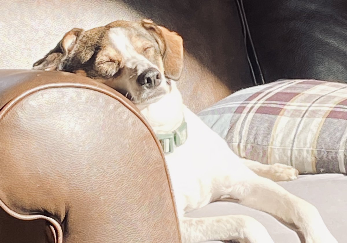 Twy_Joe's tweet photo. Sun-sleeping ☀️🐾😴 #dogsoftwitter #Sleepingboy #DogLife #AdoptDontShop #TuesdayFeeling #restisthebest #lifeisgood @Klhoody https://t.co/BAoZ7taP3V