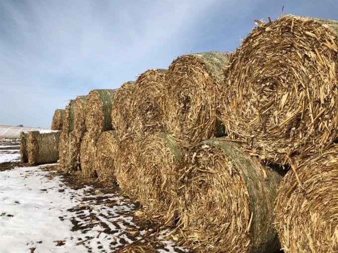 ProAgND's tweet image. 💥 CUSTOMER CONSIGNMENT 💥
120 bales of corn stover for sale - approx 900 lb. each. Call Cory at 701-516-4660 to receive the customer&apos;s contact info.

 #Bismarck #agbiz #proagsolutions #balesforsale