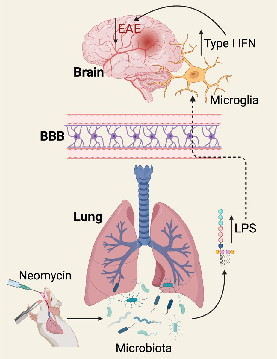 BenJMarsland's tweet photo. We know the gut microbiome can influence the brain. @rossana_azzoni and I Spotlight a recent @Nature paper that indicates LPS from the lung microbiota is neuroprotective by influencing microglia function. The #LUNG-BRAIN axis! 🤯 @ImmunityCP  https://t.co/IuWmRO3T0l @MonashCCS https://t.co/8WYLgY2QU9