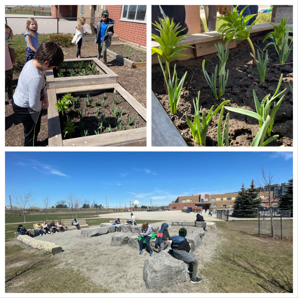 JWBBarbu's tweet photo. Checking in on our garden and working in our outdoor classroom today! 🌿☀️ @JWBoichPS https://t.co/4FKT2KlSIF