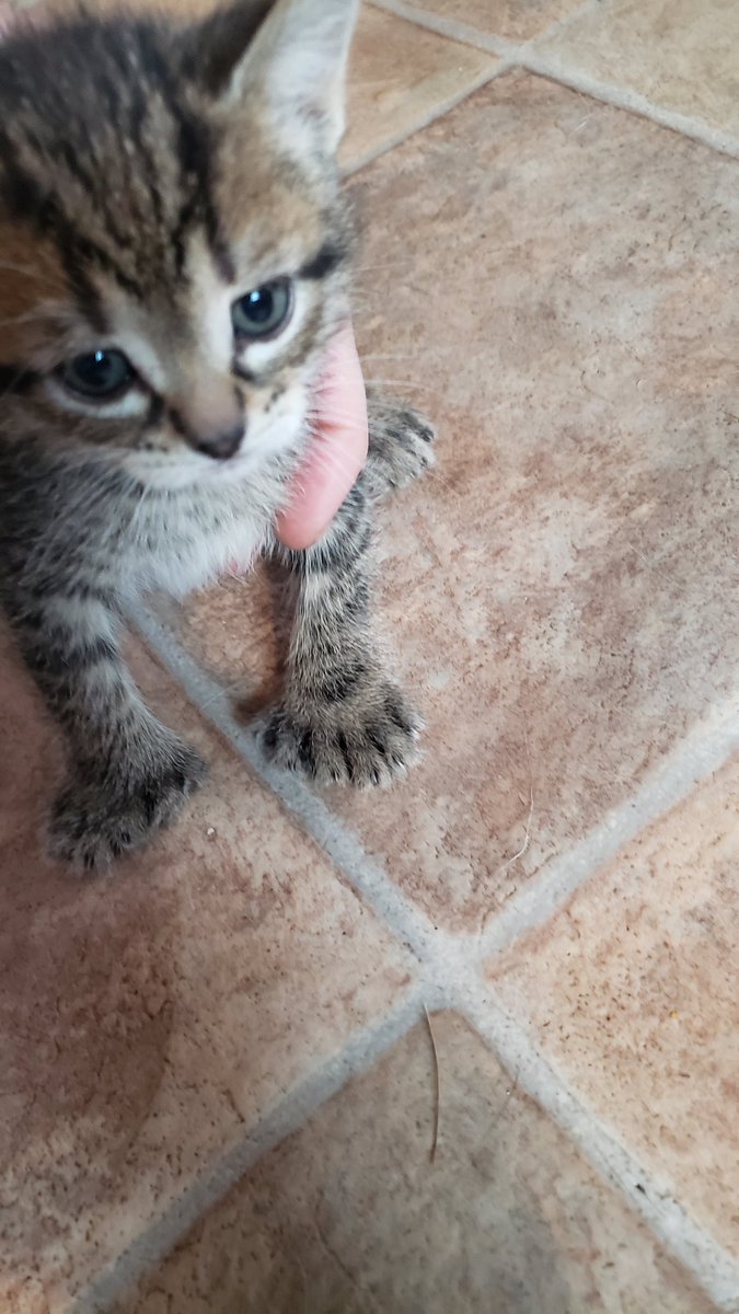 jp_schram tweet media