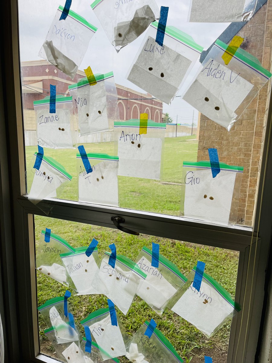 Poni3kj's tweet image. DCEKBears Science - Plant Lifecycles. We are learning about the plant lifecycle of the Lima Bean. Today we opened our Germination Station and we are excited to grow our Baby Beans. #CISDScienceRocks