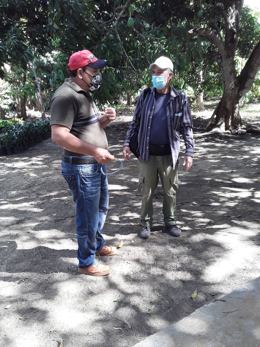 Visitada Finca Municipal de Placetas en La Vallita por el subdirector Económico .Se garantiza la producción de viandas y frutas para los diferentes centro de enseñanza en el municipio .