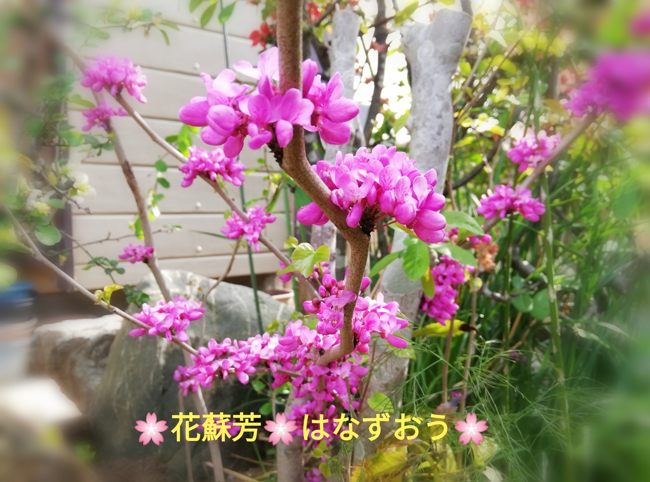 はなずおう Twitter Search Twitter