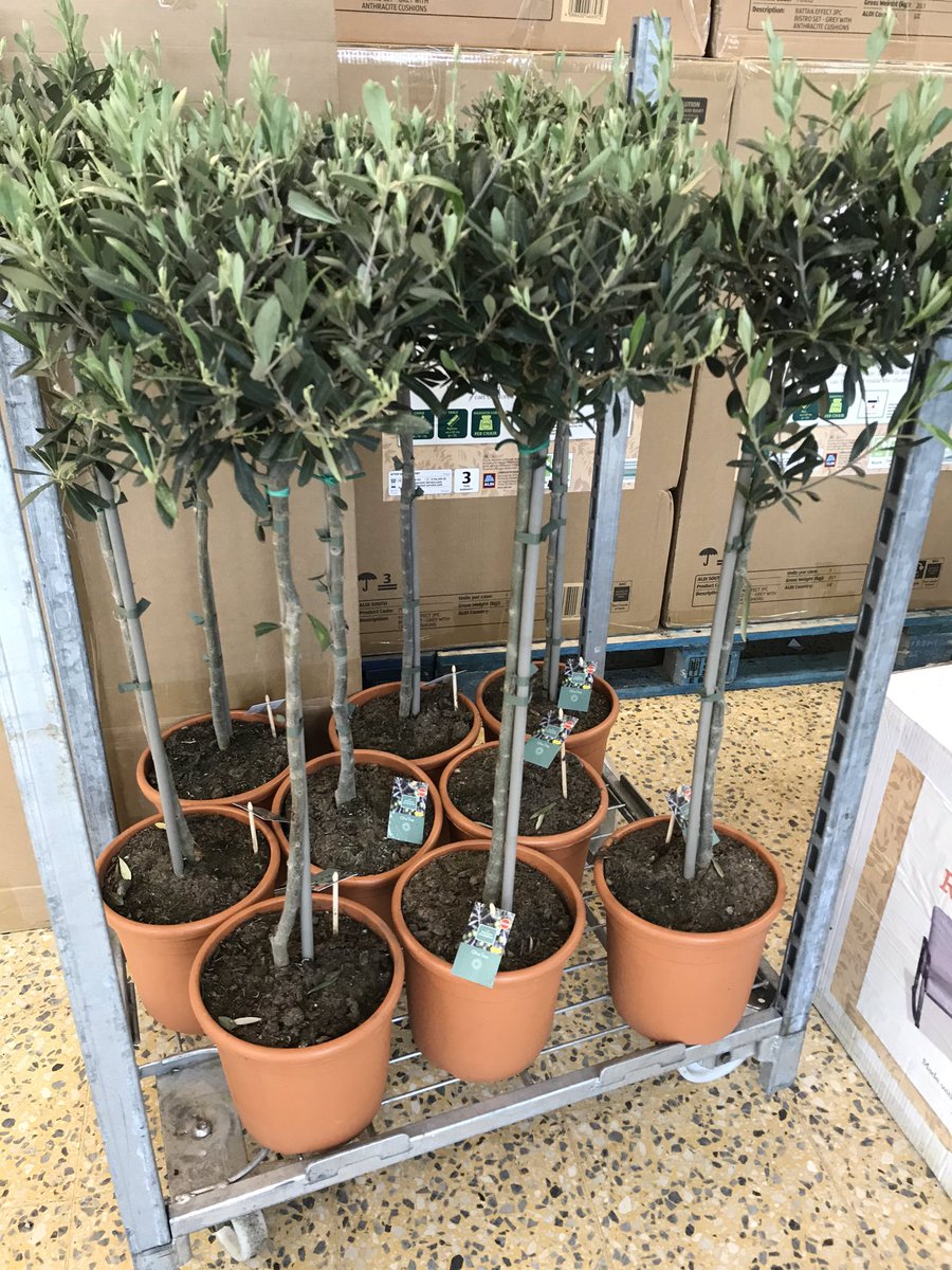 JonathanNichol4's tweet photo. On a serious note... Aldi have some cracking olive trees in stock...twenty five quid. Easily fifty quid in any garden centre. https://t.co/l6mcrnHJOh