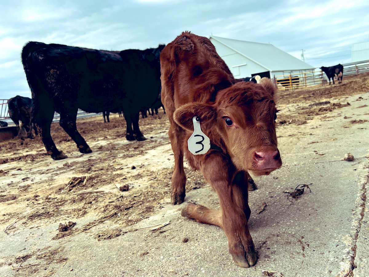 FarmsHartung's tweet photo. Cows are so polite #curtsy #politecow https://t.co/raMfa1oW8e