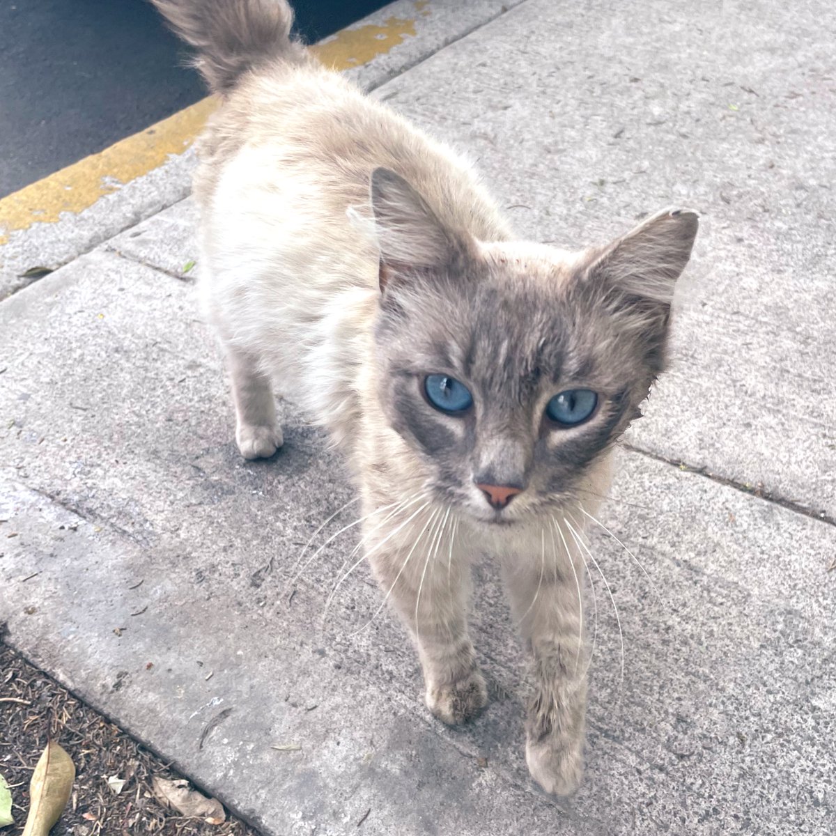 Que twitter haga su magia para que esta gatita encuentre adoptante en CDMX ✨ es muy cariñosa porfa RT <a href="/firulaisasalvo/">Firulais a salvo</a> <a href="/chitopatas/">Luis PV</a> <a href="/VIBRAmascotas/">VIBRA</a> <a href="/AdoptaMx/">Adopta Mx (México)</a> #AdoptaNoCompres
