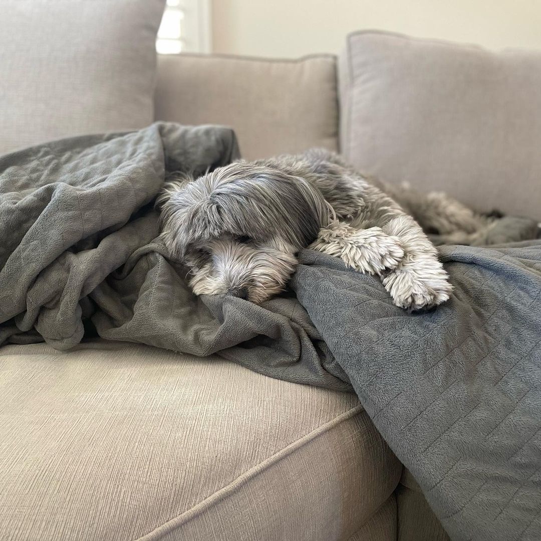 "No matter how many blankets and dog beds I have my preference is always the <a href="/gravityblankets/">Gravity Blanket</a>" - <a href="/luismigueldoggo/">Mrs.Veesh</a>