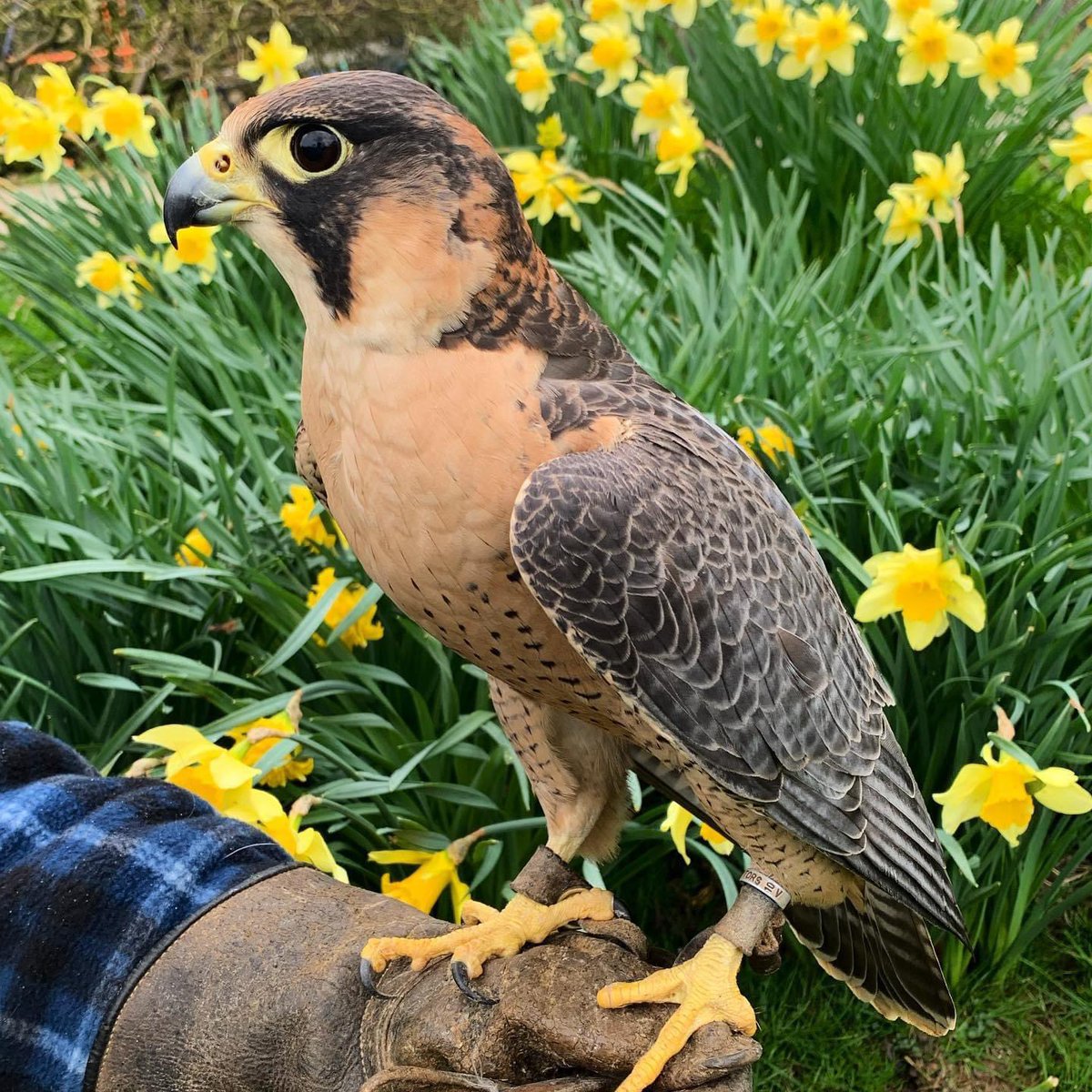 LowtonDelboy's tweet photo. Blackwell falcons
Gorgeous female https://t.co/J7rsKCMueX