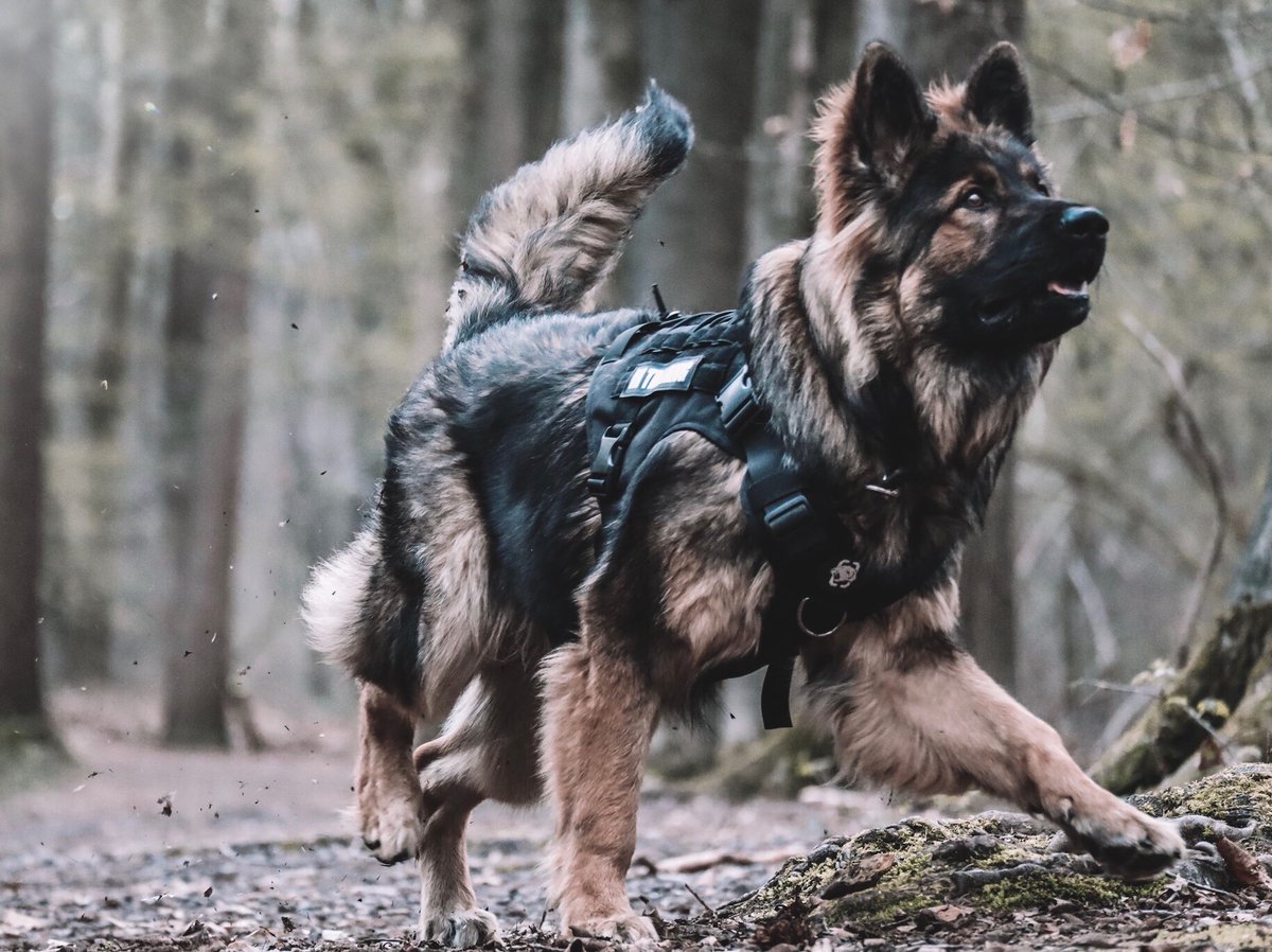 Do you know anything more loyal then a dog? 

#dogtwittercommunity #dogsoftwitter #DogsAreFamily #GermanShepherd #GermanShepherdtwitter