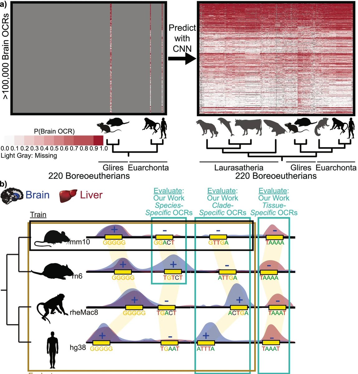 Super exciting work out now! We trained ML models to predict tissue-specific regulatory function across hundreds of mammalian genomes, outperforming leading models. Key finding? Evolutionary information is critical for accurate ML predictions 🧬🐵🐭🖥️
bmcgenomics.biomedcentral.com/articles/10.11…