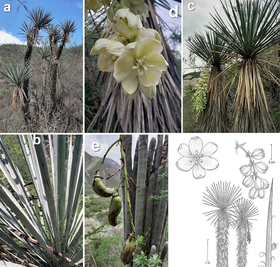 Una especie nueva de Yucca endémica de la Reserva de la Biosfera Barranca d...