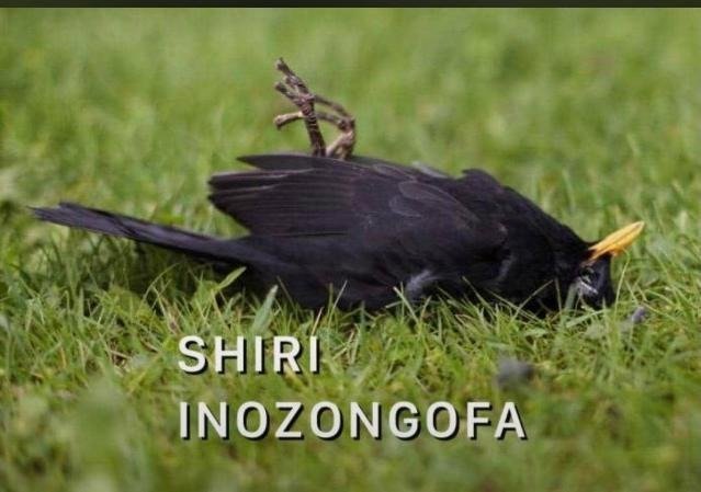 ManUtdZim's tweet image. 