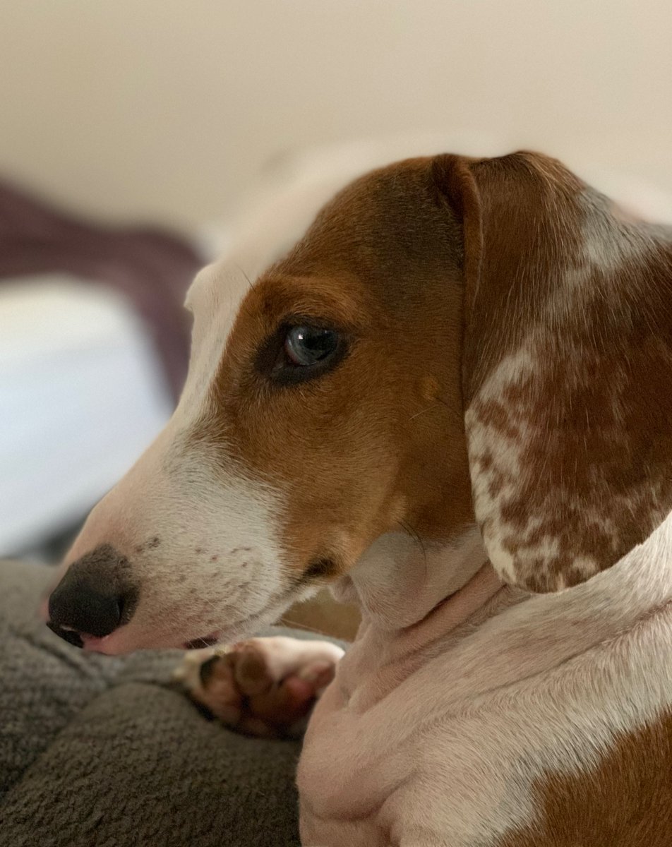 PrincessHopfs's tweet photo. #dogsoftwitter #doubledapple #deafdog #Dachshunds #RescueDogs https://t.co/y4QmE2P0zf