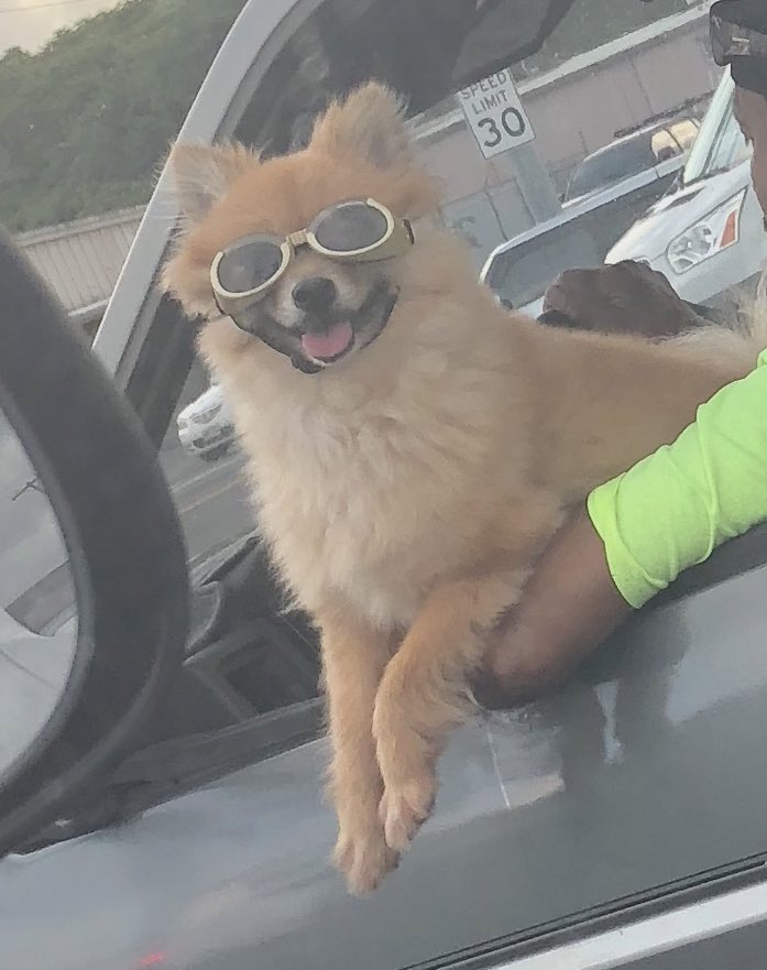 TubboMods's tweet photo. here’s a zoom pup for your troubles https://t.co/WkVuRH8TTe