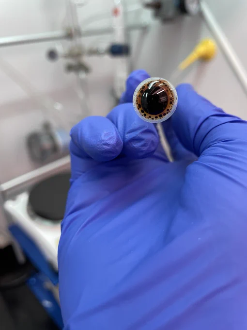 Image from N. Romero Lab at UCSD (@NAR_LAB_UCSD)