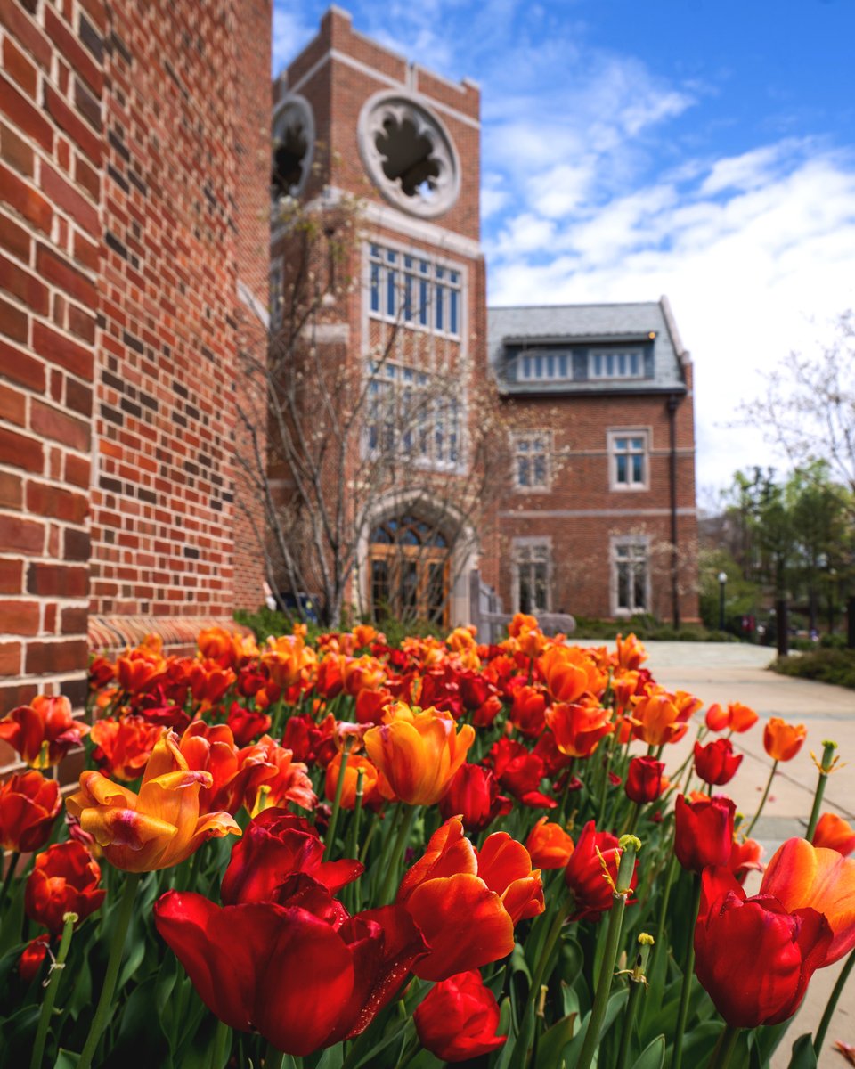 Pollen isn't real if you just focus on the tulips and towers, right? 🤧 #TowerTuesday