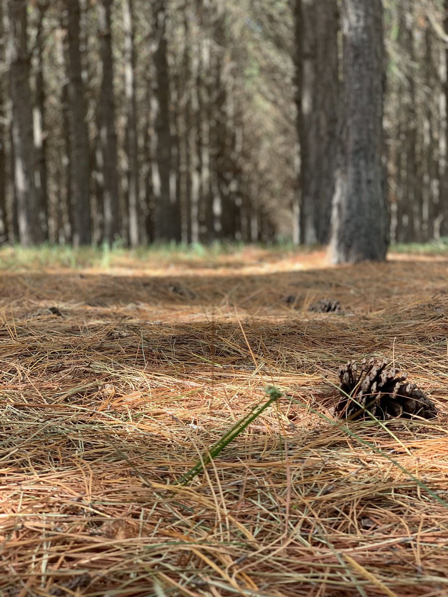 four_eff's tweet photo. En 📍La Pampa te encontrás con estos bosques de pinos así de la nada, mientras vas por la ruta https://t.co/ixY85jlkcq