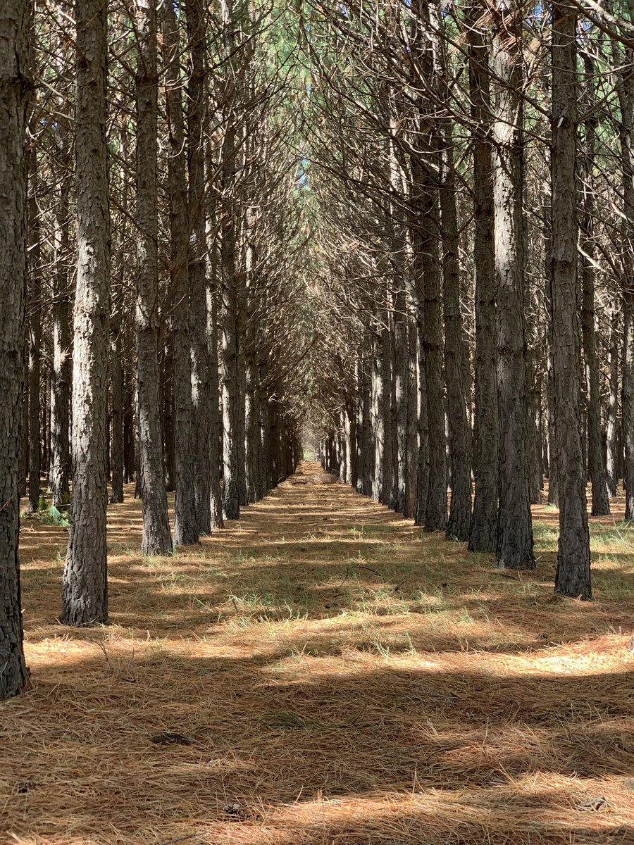 four_eff's tweet photo. En 📍La Pampa te encontrás con estos bosques de pinos así de la nada, mientras vas por la ruta https://t.co/ixY85jlkcq