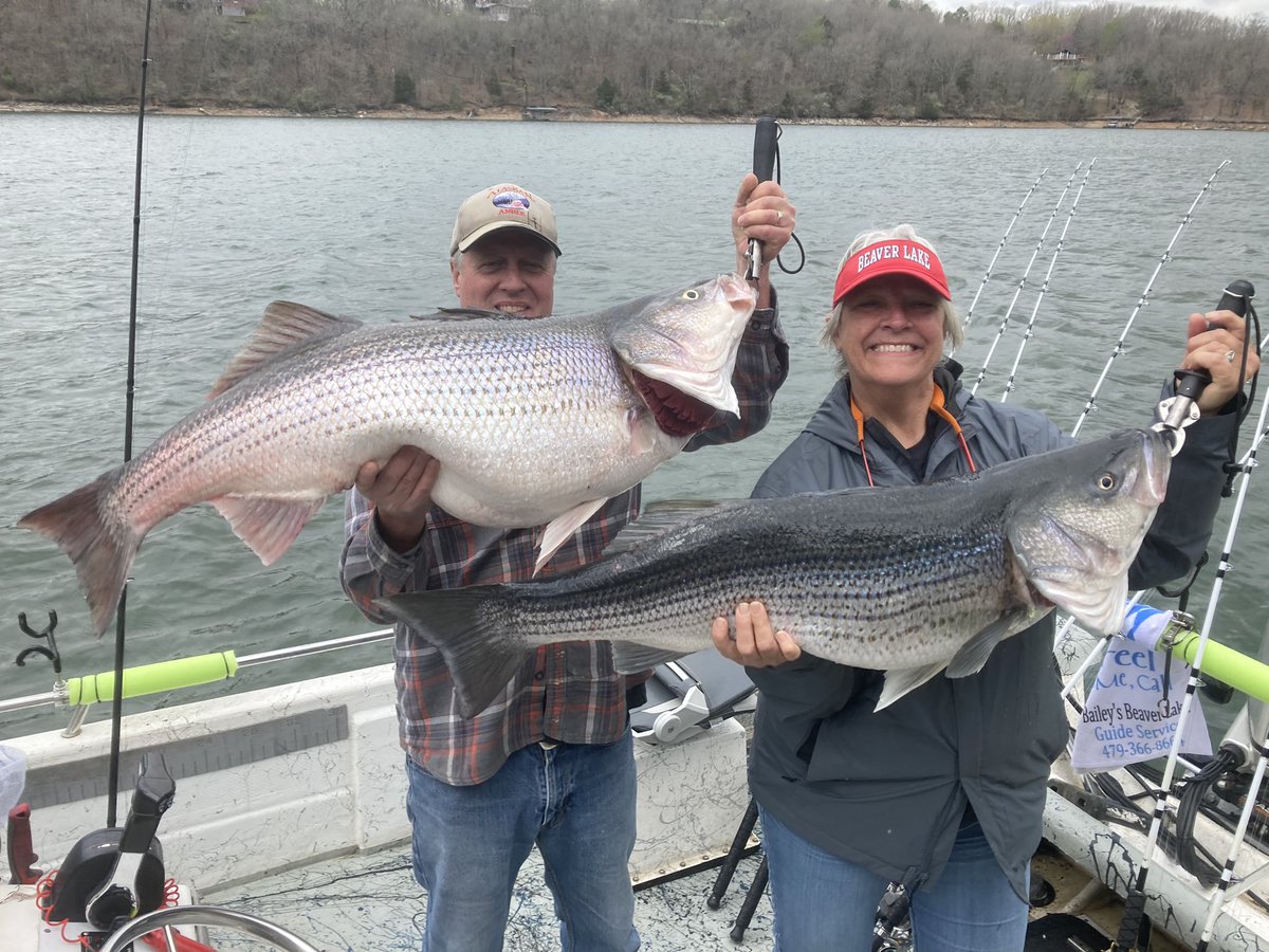 Bailey's Beaver Lake Striper Guide Service tweet media