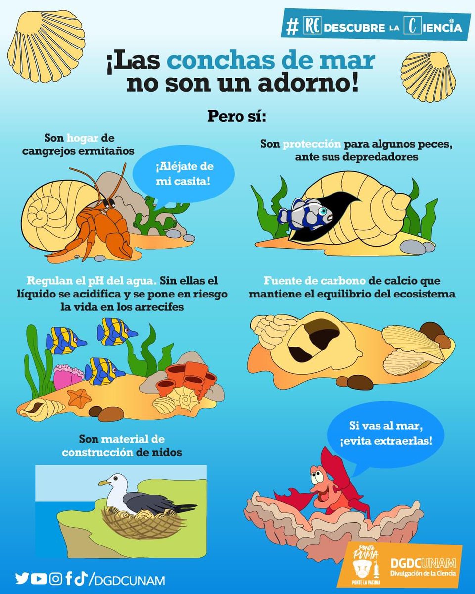 DGDCUNAM's tweet photo. Si vas (o estás) en la playita, esta información te interesa.

¡#RedescubreLaCiencia con la conservación y el respeto de las conchas de mar en su entorno natural🏝! https://t.co/6fPDN4vITJ