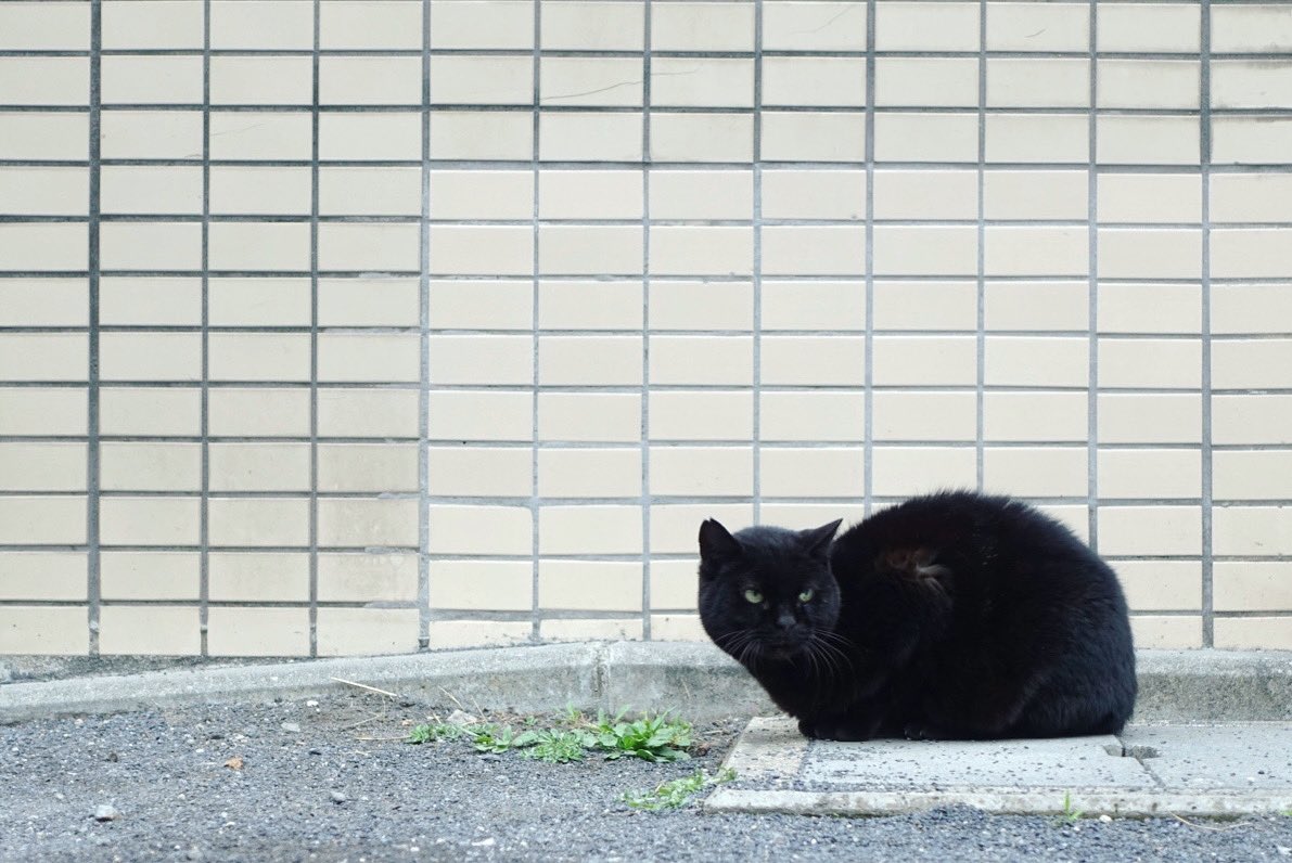 rep1ay's tweet photo. グリッドライン　の、ねこ。

#ねこ #のねこ #のら #そとねこ #猫 #cat #グリッドライン #gridline https://t.co/YYDWeplP2E