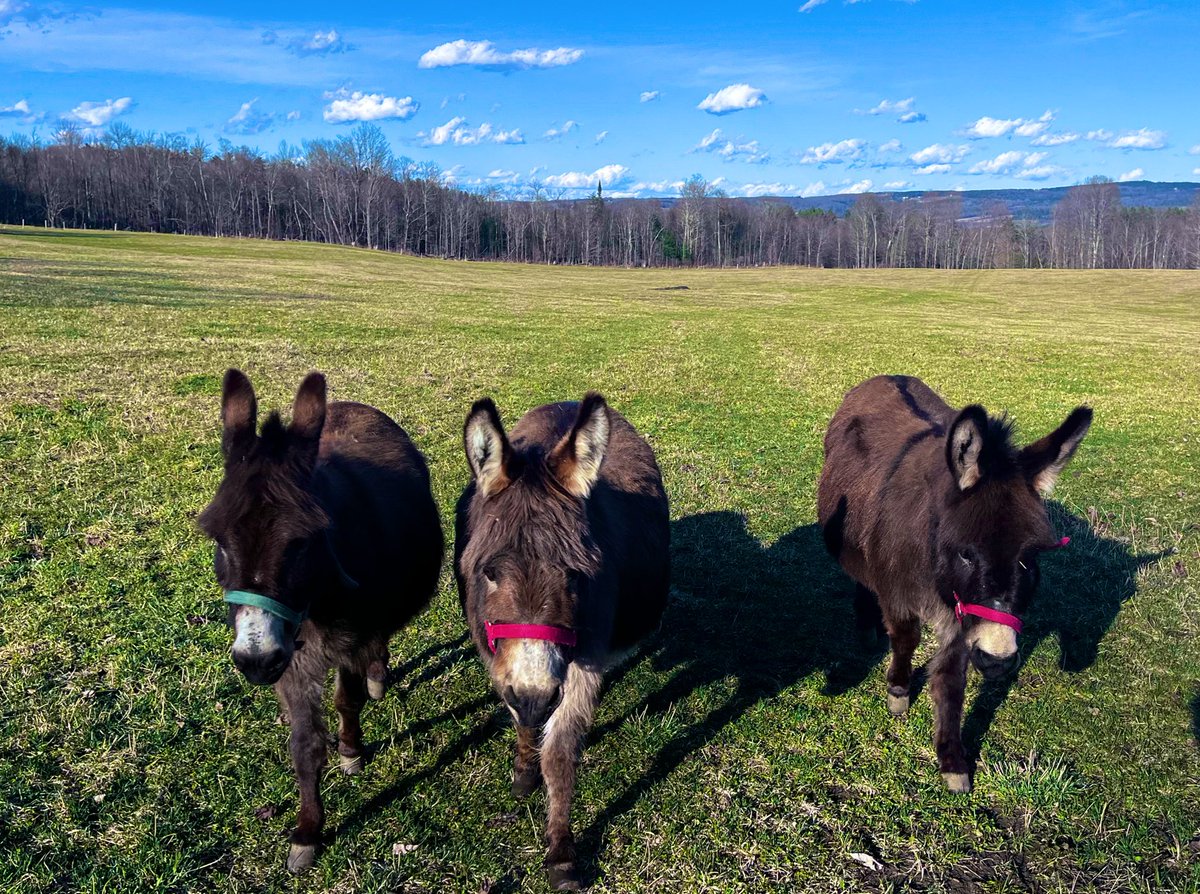 anson_ag's tweet photo. About that fence? #freerangedonkeys #greengrass #timetofixthefence #spring #Franny #Zoe #Sadie https://t.co/EeVzlfVvtg