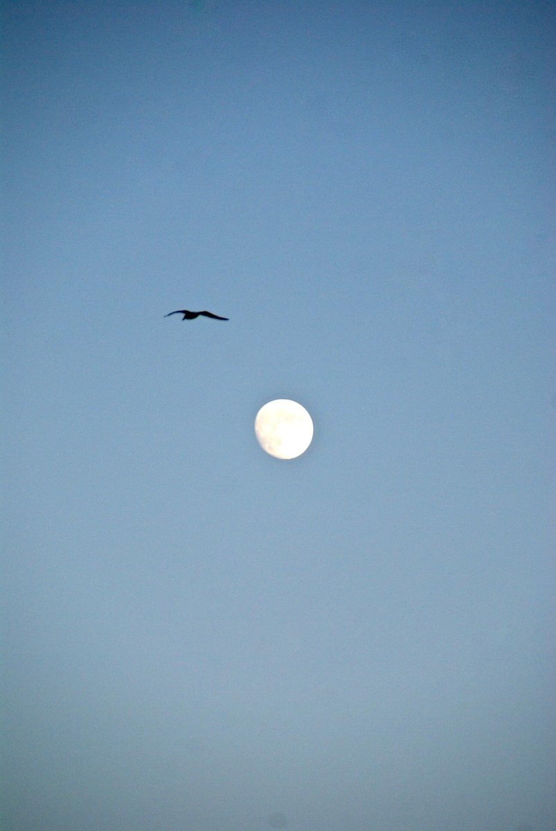 Ferhat U tweet media