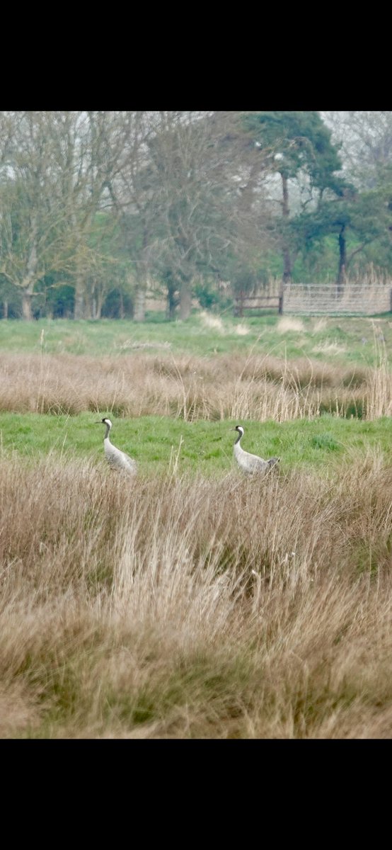 LEEDSTILIDIE1's tweet photo. First day birding after 10 days of Covid ๐ฆ ๐ท๐ค & what a way to recuperate. Common Crane. Lifetime โ
@LincsWildlife #WillowTreeFen #birdsseenin2022 #Nature Boom๐ฅ. Back of the net ๐ฅ
https://t.co/Hfv3vbe3ID