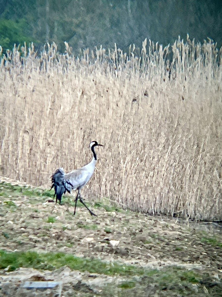 LEEDSTILIDIE1's tweet photo. First day birding after 10 days of Covid ๐ฆ ๐ท๐ค & what a way to recuperate. Common Crane. Lifetime โ
@LincsWildlife #WillowTreeFen #birdsseenin2022 #Nature Boom๐ฅ. Back of the net ๐ฅ
https://t.co/Hfv3vbe3ID