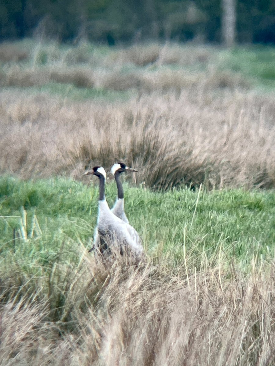 LEEDSTILIDIE1's tweet photo. First day birding after 10 days of Covid ๐ฆ ๐ท๐ค & what a way to recuperate. Common Crane. Lifetime โ
@LincsWildlife #WillowTreeFen #birdsseenin2022 #Nature Boom๐ฅ. Back of the net ๐ฅ
https://t.co/Hfv3vbe3ID