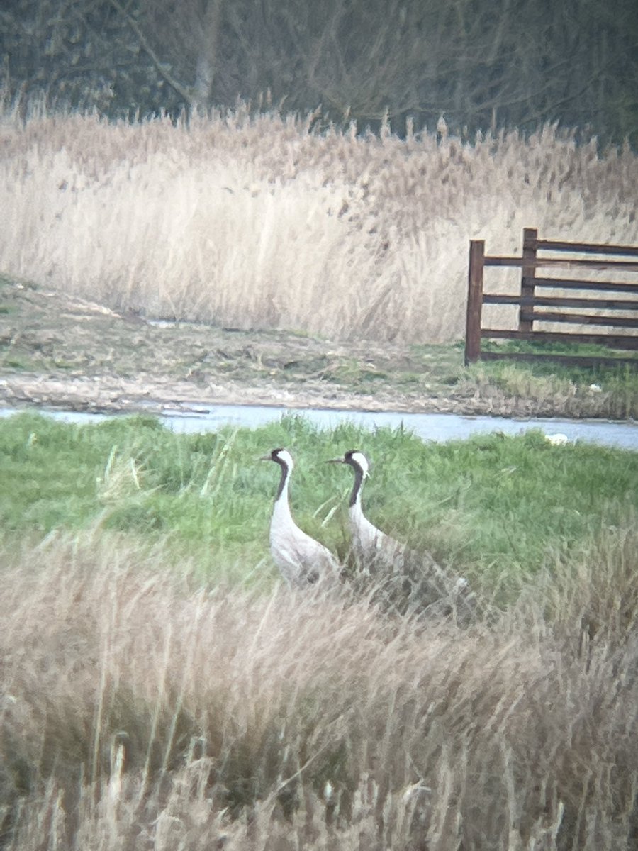 LEEDSTILIDIE1's tweet photo. First day birding after 10 days of Covid ๐ฆ ๐ท๐ค & what a way to recuperate. Common Crane. Lifetime โ
@LincsWildlife #WillowTreeFen #birdsseenin2022 #Nature Boom๐ฅ. Back of the net ๐ฅ
https://t.co/Hfv3vbe3ID