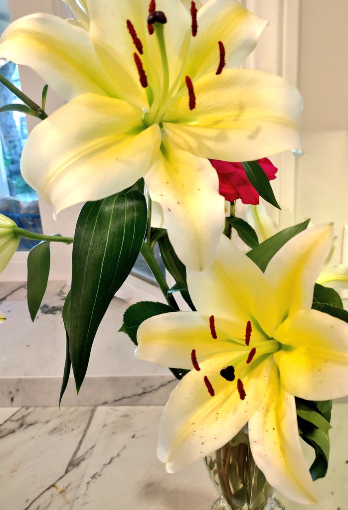 bethfreedberg's tweet photo. Beauty all around! Happy Tuesday... https://t.co/ka4TJQ6ftE