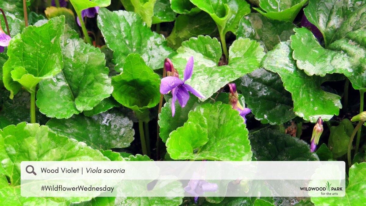 #WildflowerWednesday You can spot several kinds of violet around the park right now - including Viola sororia, or Wood Violet.

Their simple beauty has made them a symbol of love and modesty in poems by such as Sappho, Shakespeare, and Christina Rossetti.