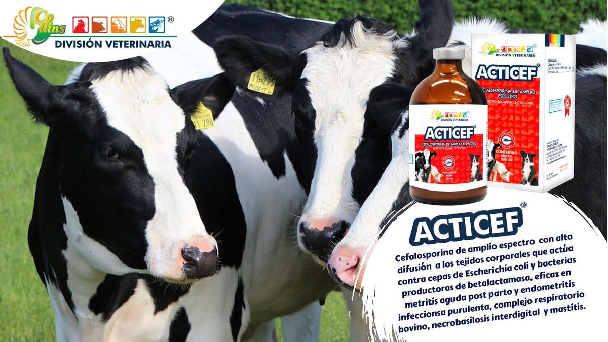cdveterinaria's tweet photo. ACTICEF, cefalosporina contra Gram negativas y Gram positivas causantes de neumonías, enfermedades respiratorias y gabarro. Si quieres conocer más beneficios de este producto, contáctanos y  síguenos en nuestras redes sociales. https://t.co/WfBFnePXmY