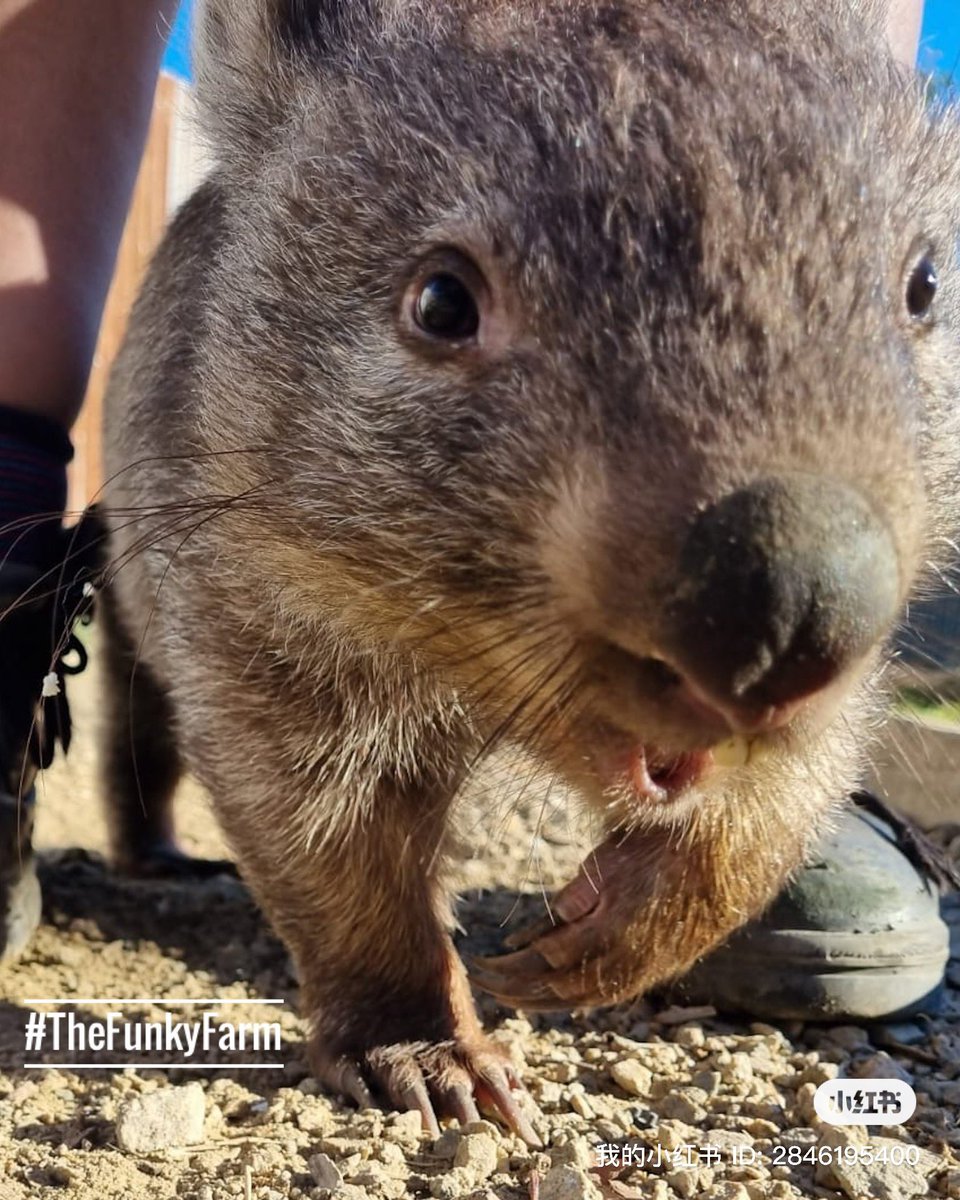 TheFunkyFarm's tweet photo. Wombat Wednesday
โ๏ธBest animal encounters
โ๏ธNo hidden costs
โ๏ธYou will have the best day of your life
.
.
.
.
.
.
#thefunkyfarm #funkyfarm #wombatwednesday #wombat #nohiddencosts #bestdayofyourlife #picoftheday๐ท #wherewouldyouratherbe #dowhatyoulove #lovewhatyoudo https://t.co/EvPdLMuKmV