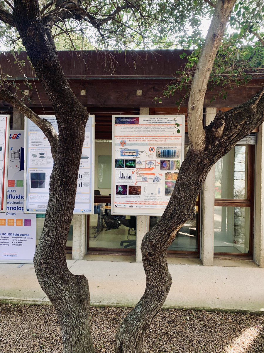 nathaliejott's tweet photo. Poster sessions done right 👌 #microphysio2022 https://t.co/mPSOKYm3Gx