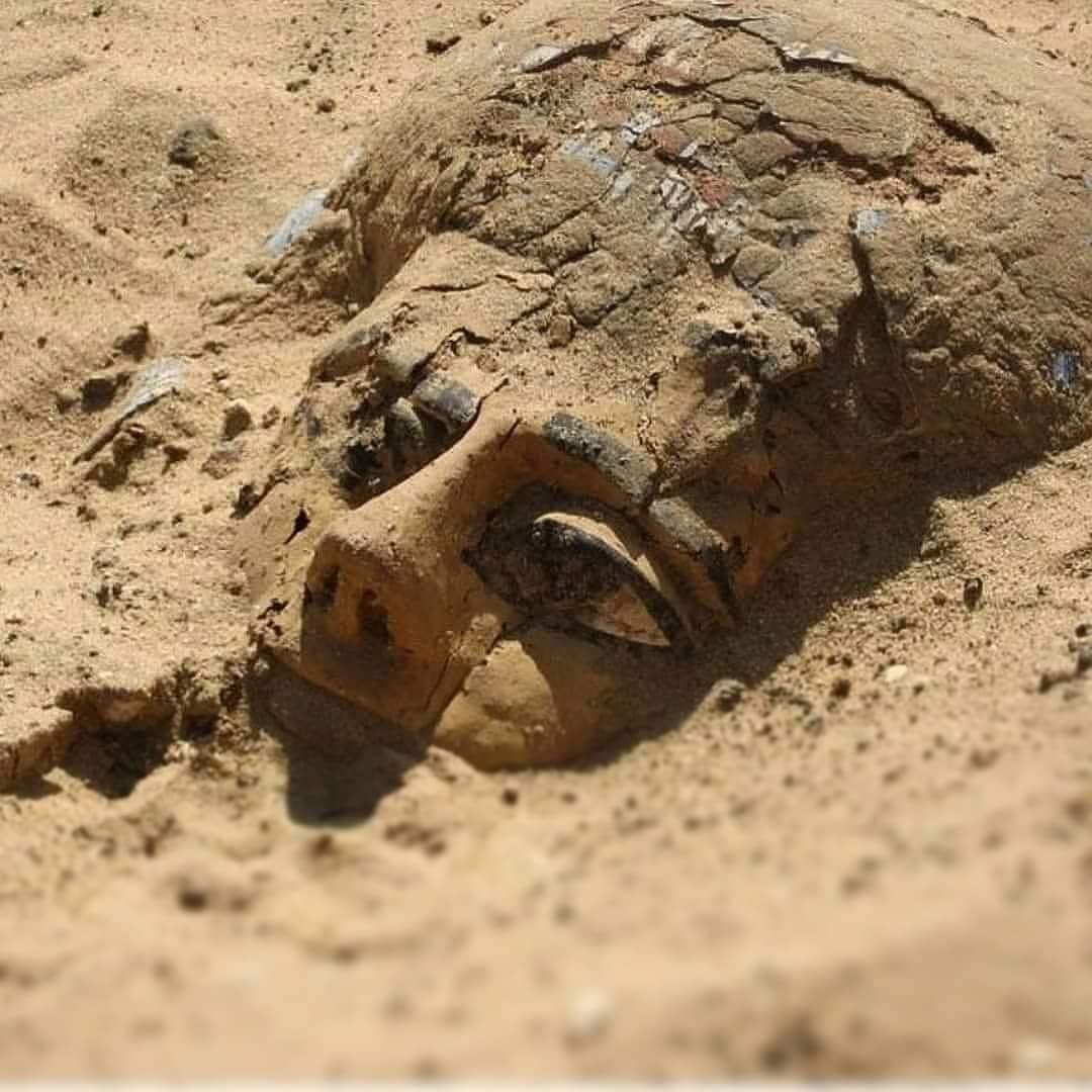 archeohistories's tweet photo. A wooden sarcophagus emerges from the sand at Abydos after spending more than 3 millennia below the surface of the Egyptian plateau.

#archaeohistories https://t.co/dzk6V7ZpoW