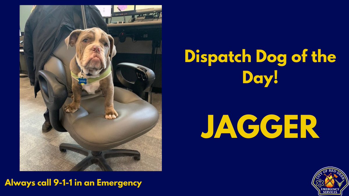 RedDeer911's tweet photo. Did you hear that we LOVE puppy visits? Jagger wanted to celebrate National Public Safety Telecommunications Week with us and was ready to be put to work on treat clean up duty.
#NPSTW #DispatchDog #K911 https://t.co/EJcJvISZC2