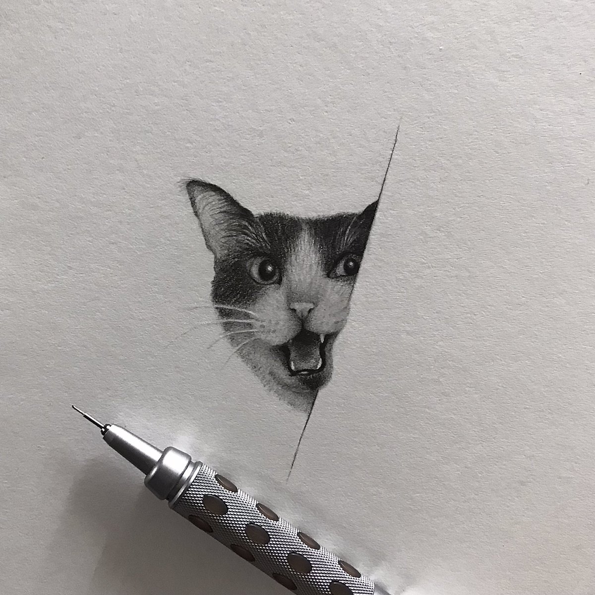 moooony452's tweet photo. Meow😼🐾 https://t.co/dtLoZ65Xjo