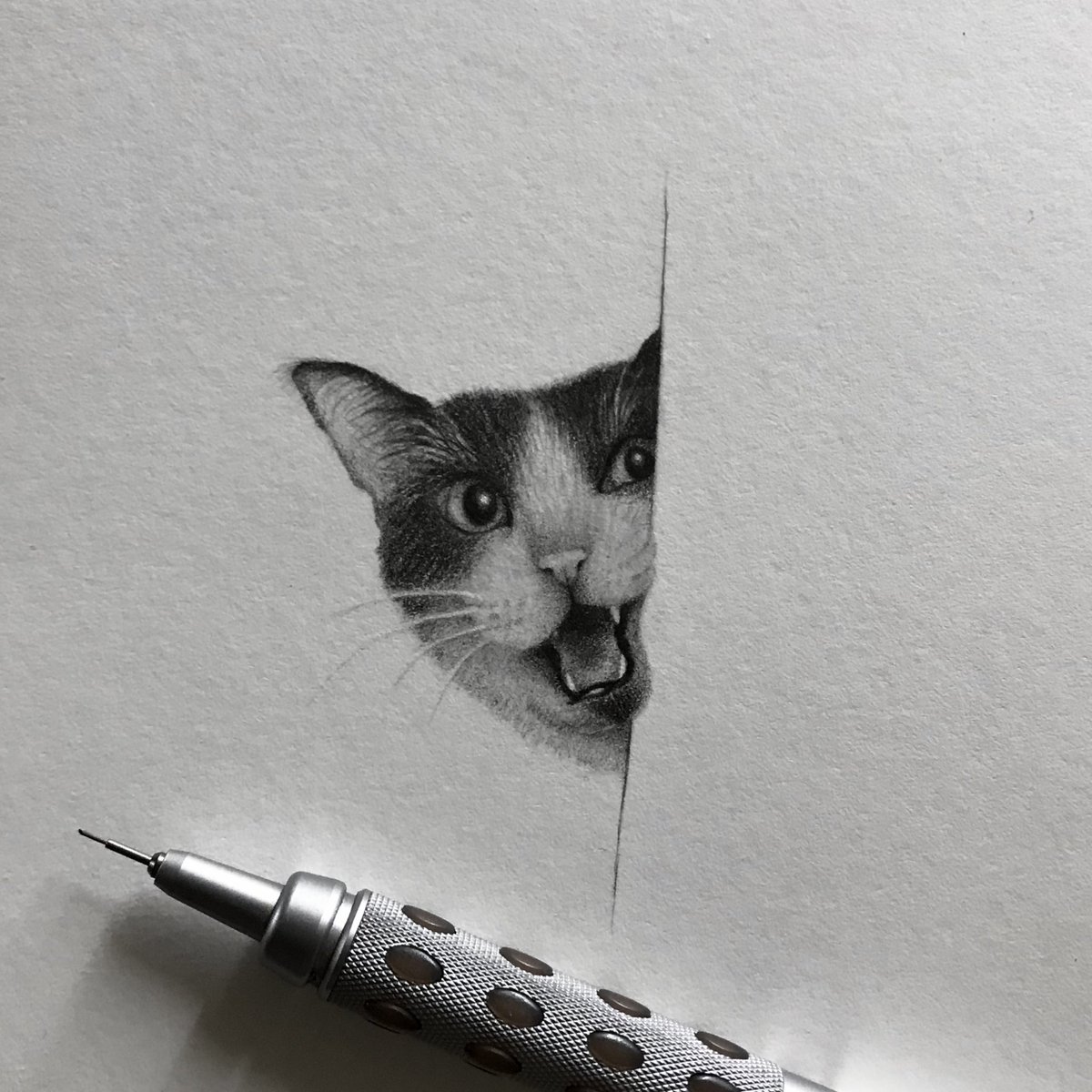 moooony452's tweet photo. Meow😼🐾 https://t.co/dtLoZ65Xjo