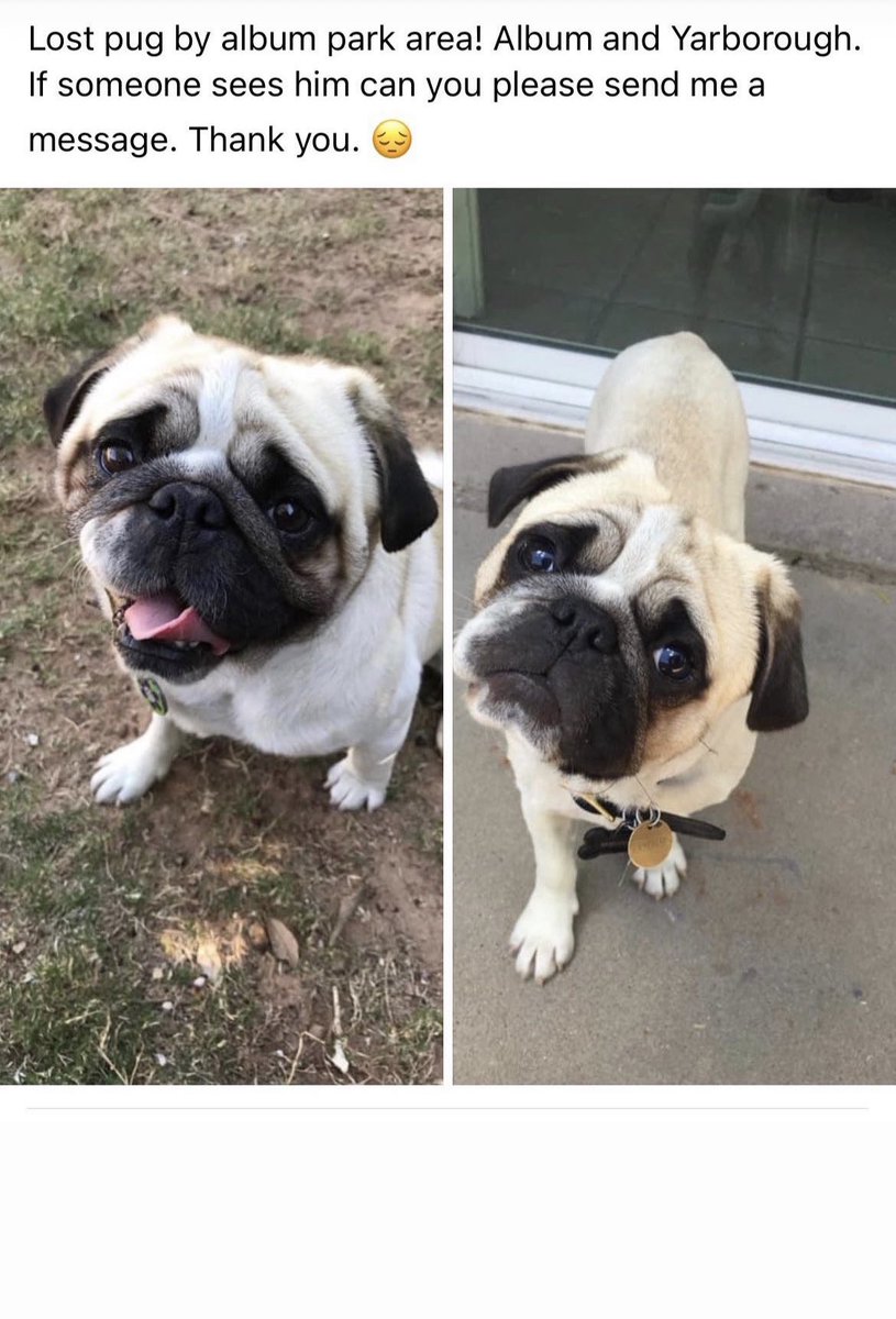 _felipe_pewee_'s tweet photo. He is chipped and has a collar, unfortunately the number in the collar isnt valid anymore!! https://t.co/K9um2zReBI