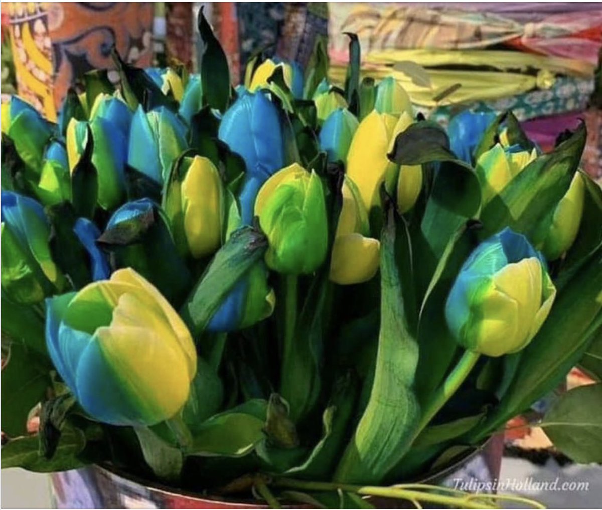 SusanneRosh333's tweet photo. Meanwhile in Ukraine :  Dutch developed a new tulip named in honor of Ukraine and featuring the yellow and blue of the Ukrainian flag. Named the “Tulip Ukraine” (Tulipa Ukraine”).
These are gorgeous and need to be planted everywhere possible💙💛
📷: Hoven &amp; de Mooij bv https://t.co/qRGn6qmSRU